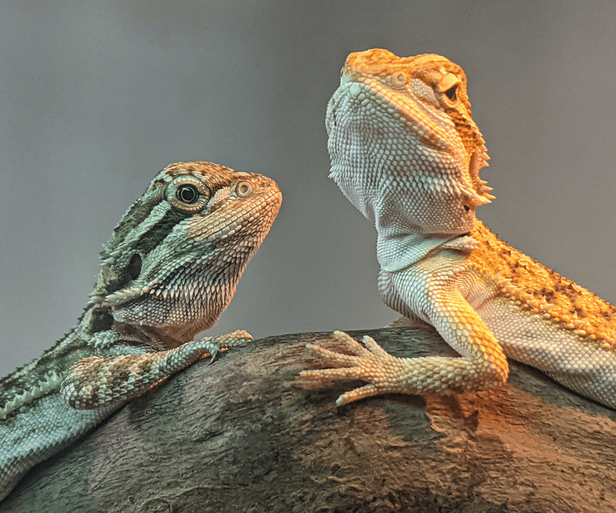 Bearded Dragon Breeds