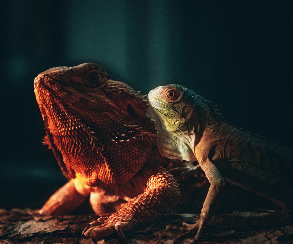 How Big Do Bearded Dragons Get?