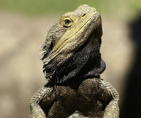 How long do bearded dragons live
