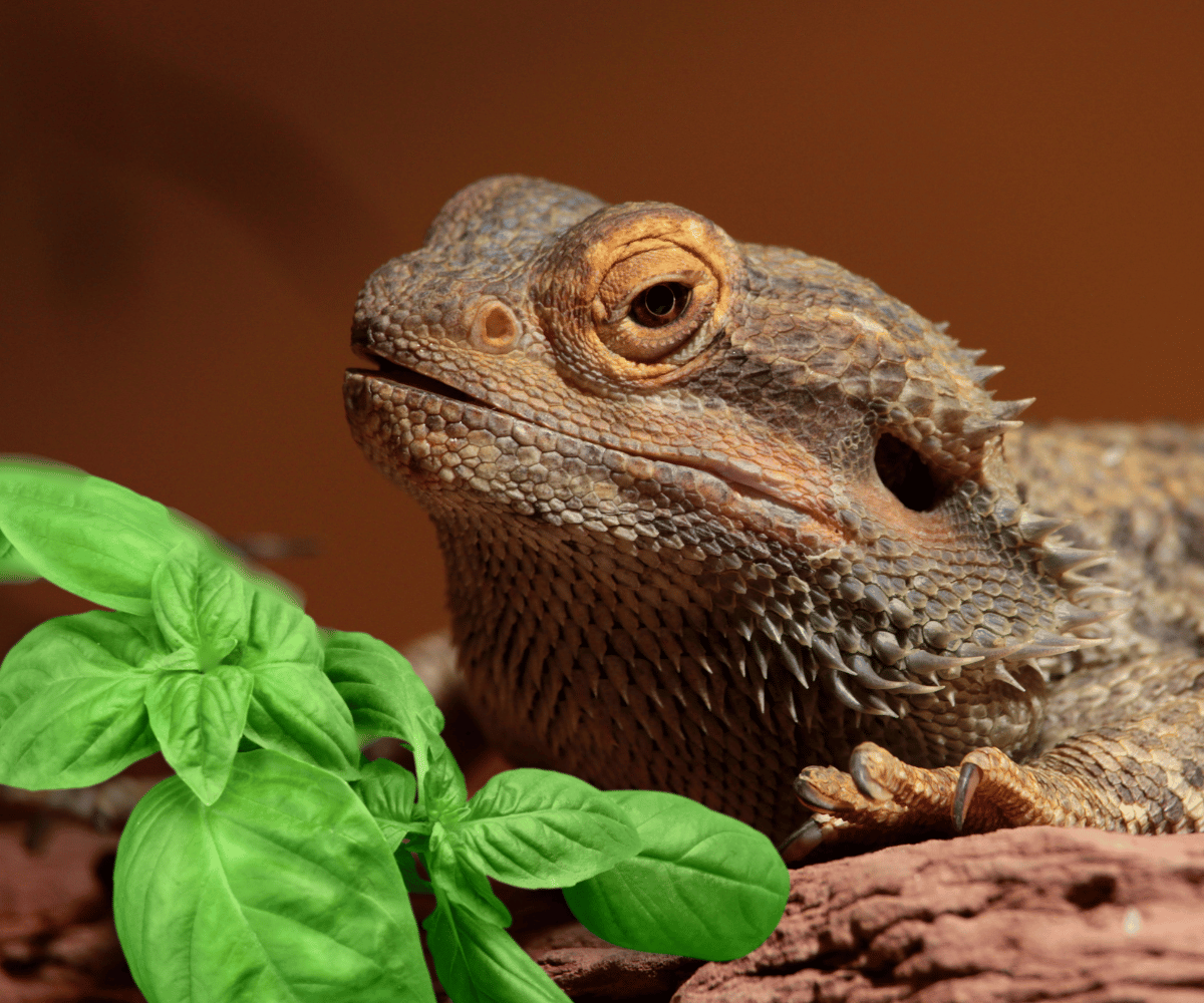 Can Bearded Dragons Eat Basil?