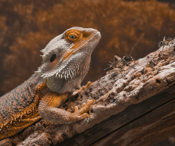 How Many Crickets to Feed a Baby Bearded Dragon