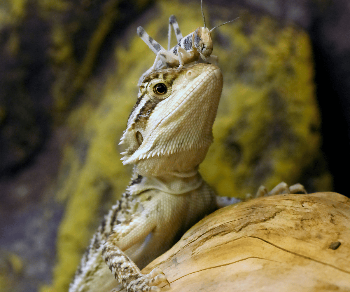 Why Is My Bearded Dragon Not Eating?