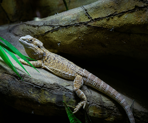 Bearded Dragons Native Habitat