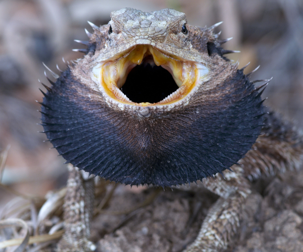 Do Bearded Dragons Have Teeth?